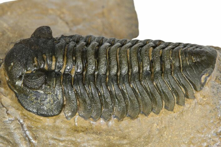 Phacopid (Acastoides) Trilobite - Foum Zguid, Morocco #363106